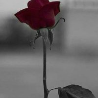 بهم میگن آچار فرانسه (@net_firsglad2) 's Twitter Profile