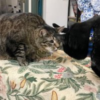 #PhillyAntifaCats - SnuggleType (@mbhaz3) 's Twitter Profile