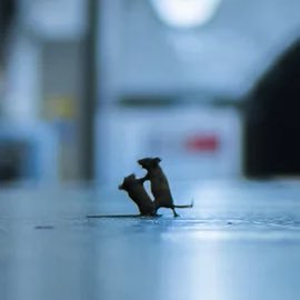 johnny_bra60918's profile picture. hung. Brooklyn.