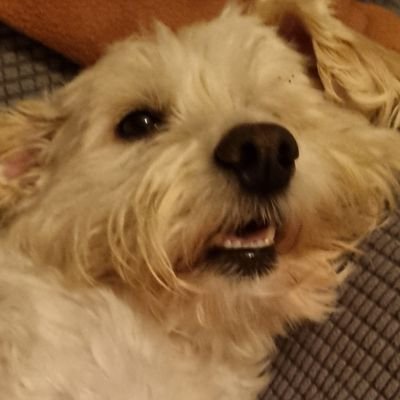 Fer___Ace's profile picture. 