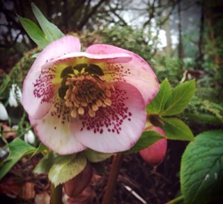Just little me! Love gardening, photography, cooking and eating, travelling, being with friends and family - oh and life in general ! @OldHorts member