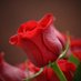 Hama DZ (@hamadz36842) Twitter profile photo Hama DZ (@hamadz36842) Twitter profile photo