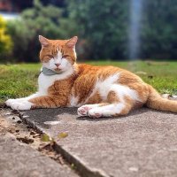 Grandmeowster Charlie the Chess Cat ♟🌈 (@charliechesscat) 's Twitter Profile Photo Grandmeowster Charlie the Chess Cat ♟🌈 (@charliechesscat) 's Twitter Profile Photo