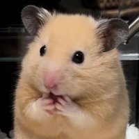 ⋆.𐙚˚ Fawie !★ ᡣ • . • 𐭩 ─★ ˙🍓 ̟ !! (@fawfawie) 's Twitter Profile Photo ⋆.𐙚˚ Fawie !★ ᡣ • . • 𐭩 ─★ ˙🍓 ̟ !! (@fawfawie) 's Twitter Profile Photo
