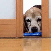 beagledandy (@beagledandy) 's Twitter Profile
