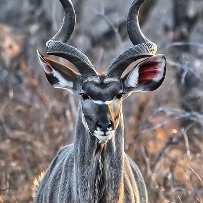 thinker_pvt's profile picture. 🧙‍♂️ 🟰 https://t.co/ublCVCvEcs.