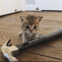 Cricket Psychopomp ΘΔ (@pocketpomp) 's Twitter Profile Photo Cricket Psychopomp ΘΔ (@pocketpomp) 's Twitter Profile Photo