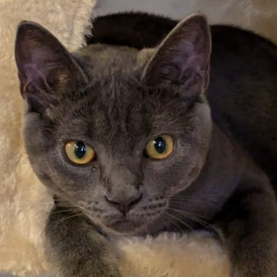 AmyLevinMD's profile picture. Mom, wife, surgeon, healthcare executive, midwesterner living in the desert, 🐱 lover. 🇺🇲🌊🇮🇱⚕️🧬♻️✊🏳️‍🌈✡️🗳️🌎⛷️💉 #oneV1 #demcast