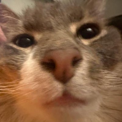 Mibsfps's profile picture. 🍁／ CS Enthusiast／Lion Owner