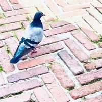 鳩さわこ (@popo_sawa) 's Twitter Profile Photo