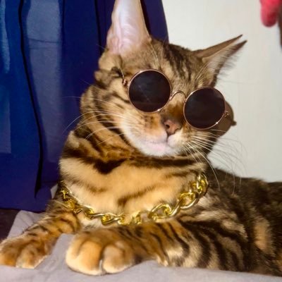 🐲Allie🐯さんのプロフィール画像
