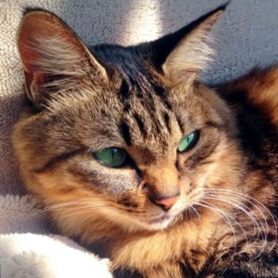 yuki_taremimi's profile picture. ぐっすり眠りたい。