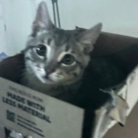 ime (@unevencat) 's Twitter Profile