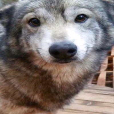 LoonaBlaster's profile picture. 