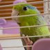 みのる🦜(元みみまる) (@mimimarumahjong) Twitter profile photo みのる🦜(元みみまる) (@mimimarumahjong) Twitter profile photo