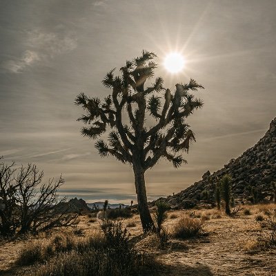 FrogQueener's profile picture. 