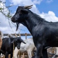 MBUZI🇰🇪 (@kipruto_br64224) 's Twitter Profile