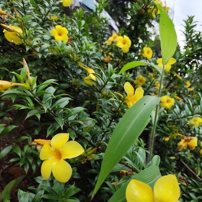 Lalauu13's profile picture. 