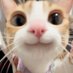 boop (@cowtools__) Twitter profile photo boop (@cowtools__) Twitter profile photo