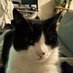 Pillage Hawk (@thelocalcatguy) Twitter profile photo Pillage Hawk (@thelocalcatguy) Twitter profile photo
