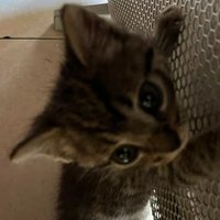 🎏 (@ao0ky_) 's Twitter Profile