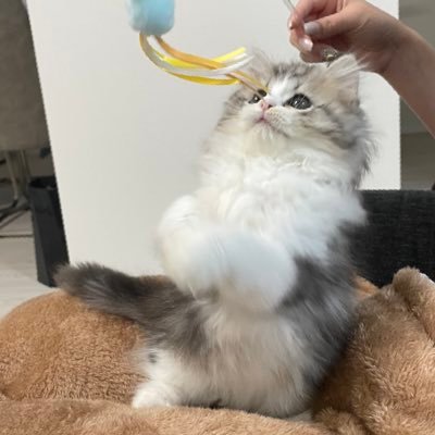 nyan_suke_nyao's profile picture. 24/10生まれ、ラガマフィンのニャーすけ君♂🐱 日常の可愛いニャーすけを投稿してます🫶Instagramもみてね🐱