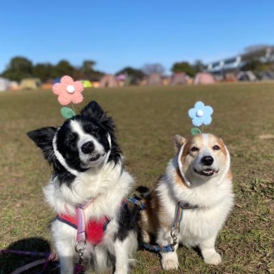 gog_qo's profile picture. ボーダーNICO10歳8/2生コーギー ラフ8歳12/19生仲良し姉弟🍀 コギいちご12歳3ケ月で🌈アトムはリンパ腫と闘って267日、2016.6.29に🌈13歳3カ月 🐈すいか16 歳11ヶ月🌈　　　　JO1 川尻蓮🩵