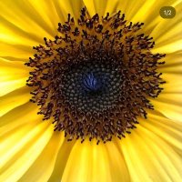 JanTheStitchWitch (@pictureladyjan) 's Twitter Profile Photo JanTheStitchWitch (@pictureladyjan) 's Twitter Profile Photo