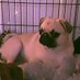 Paris and Rose (@parisrosepugs) Twitter profile photo Paris and Rose (@parisrosepugs) Twitter profile photo