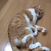 anna (@anna02cosmo) 's Twitter Profile
