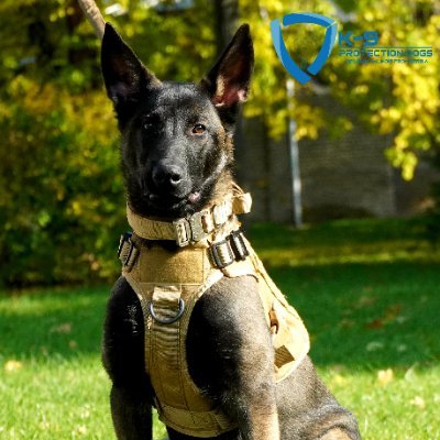 The team at Protection dogs k9 offers you the opportunity to become a proud owner of our elite Family Protection Dogs.We selling trained dogs and puppies.