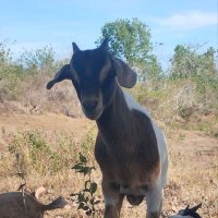 GOAT (@mrblavatzky) 's Twitter Profile