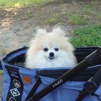 ポメゴンパパ (@bunsan758) 's Twitter Profile