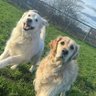 WilfandErnie's profile picture. Wilf :  Mud and tennis ball addict of a Golden retriever 
Ernie : 🐶 Golden Sammy and baby Polar Bear 
#Kindnessmatters