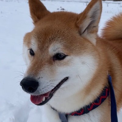 アレルギー出ちゃって
愛犬(ラン5歳)と別居中のおじさんです(笑)
人生色々、楽しむが勝ち!
趣味 バドミントン ギター ゴルフ
※バドあんこ部会員