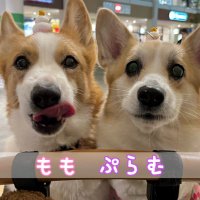 コーギーのももとぷらむ🐾 (@mopu_corgi21) Twitter profile photo