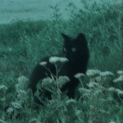 ironcladwilling's profile picture. sup