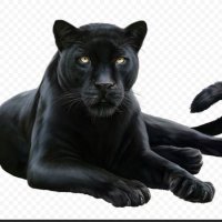 sole (@gattino127) 's Twitter Profile Photo
