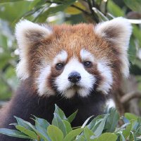 レスサーパンダ (@less_panda41) 's Twitter Profile