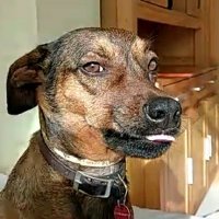 Lola (Was Pebbles) (@meerkat8jh) 's Twitter Profile