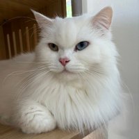 Meowmeow (@momomeowmeow_m) 's Twitter Profile