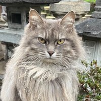 mmm (@mana3_v) 's Twitter Profile