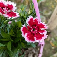 Shamim raza (@shamimrazahstu) 's Twitter Profile
