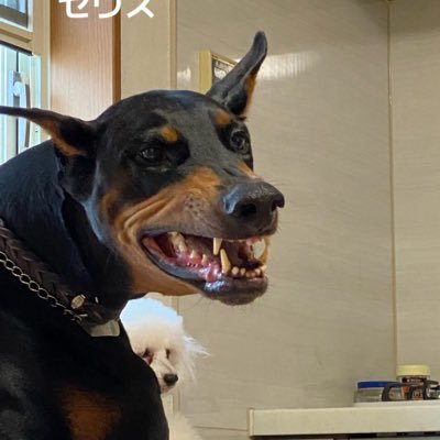 三浦春馬事件からかなり深掘りして世界の膨大な闇を知りました。 重度のアトピーを食べ物だけで克服。薬は毒です。今やフェイクよりリアル‼️トランプ&プーチンのような自国ファーストのトップ求む。ワクチン類一切打ったこたがないです。大中小のワンコ計5頭の愛犬と生活してます。