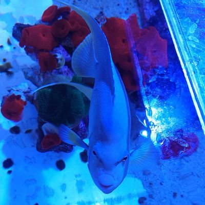 フォロー歓迎いたします。
生物写真の「その瞬間」が好きです。
メイン水槽 900×900×500
サブ水槽 900×600×300
自然なソフトコーラル水景が目標
OF加工から台や岩まで自作な水槽です。
インスタにも同じようなネタです
愛犬🐶ネタもあります。
