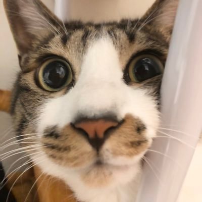 猫@医療情報技師？- ̗̀ 🌻 ̖́-さんのプロフィール画像