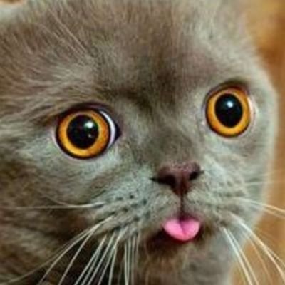 JstAnthrSheep's profile picture. Nothing to see here, move along please.