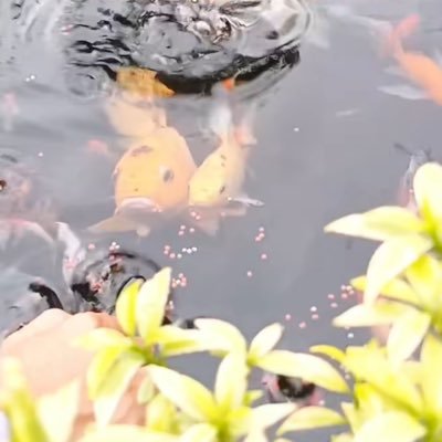 MurleNkri's profile picture. nyel