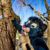 Zephora 🐾 (@bluesabercat) Twitter profile photo Zephora 🐾 (@bluesabercat) Twitter profile photo