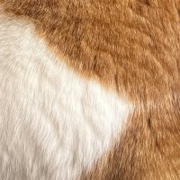🐿️ (@nuts_nekohige) 's Twitter Profile Photo 🐿️ (@nuts_nekohige) 's Twitter Profile Photo